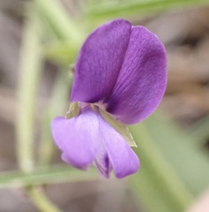 Psoralea plauta