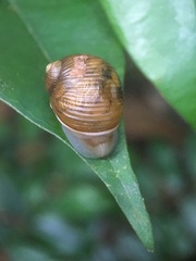 Simpulopsis