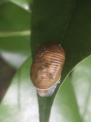 Simpulopsis
