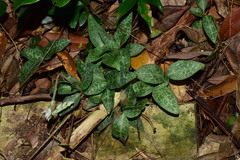 Goodyera schlechtendaliana