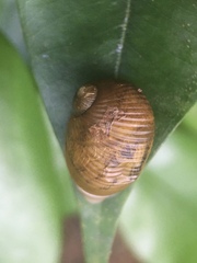 Simpulopsis