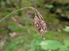 Carex atratiformis