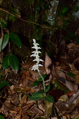 Goodyera schlechtendaliana