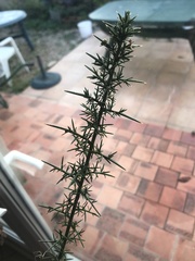 Ulex