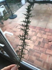 Ulex