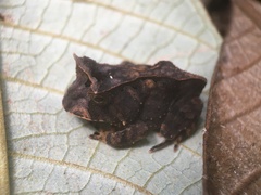 Proceratophrys renalis