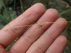 Media resource of Carex capillaris