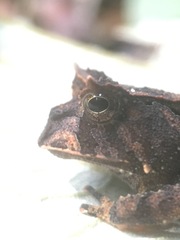 Proceratophrys renalis