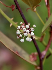 Smilax goyazana