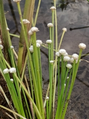 Eriocaulaceae