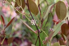 Smilax goyazana
