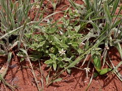 Pfaffia sericantha