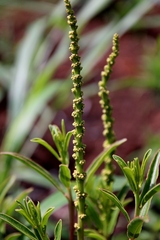 Sapium glandulosum