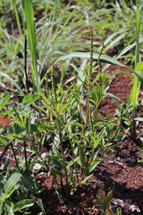 Sapium glandulosum