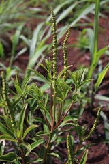 Sapium glandulosum
