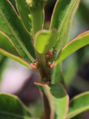Sapium glandulosum