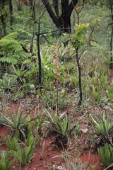 Dyckia brasiliana