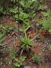 Dyckia brasiliana