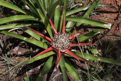Bromelia goyazensis