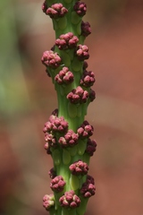 Sapium glandulosum