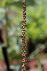 Sapium glandulosum