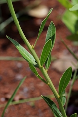 Sapium glandulosum