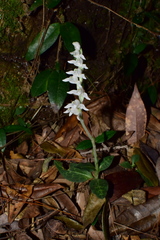Goodyera schlechtendaliana