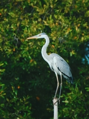 Ardea cinerea jouyi