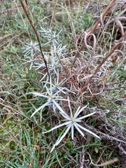Helichrysum stoechas