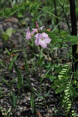 Mandevilla novocapitalis