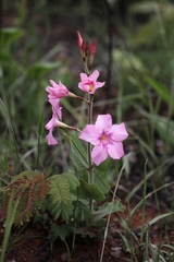 Mandevilla illustris