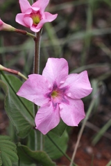 Mandevilla illustris