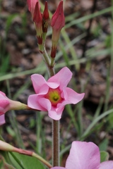 Mandevilla illustris