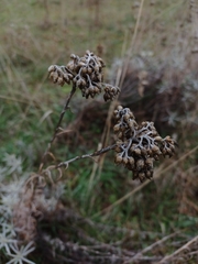 Helichrysum stoechas