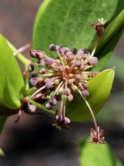 Smilax goyazana
