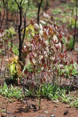 Smilax goyazana