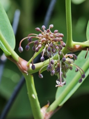 Smilax goyazana