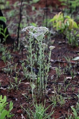 Chromolaena stachyophylla