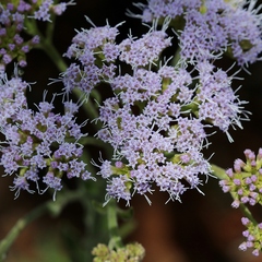 Chromolaena stachyophylla