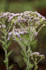 Chromolaena stachyophylla