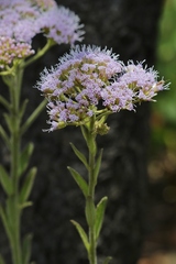 Chromolaena stachyophylla