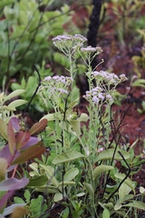 Chromolaena stachyophylla