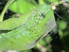 Cryptachaea veruculata