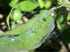 Cryptachaea veruculata