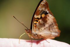 Doxocopa
