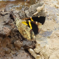 Heterusia