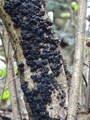 Exidia nigricans