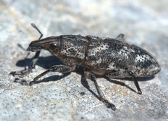 Cyphocleonus testatus