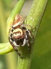 Opisthoncus nigrofemoratus