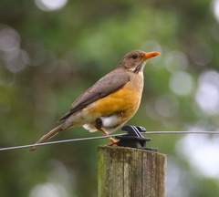 Turdus libonyana